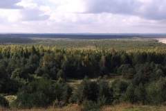 Drzewa
